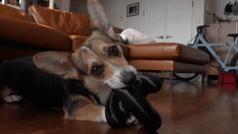 Dog Chewing giphy