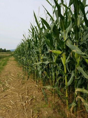 Maryland Corn