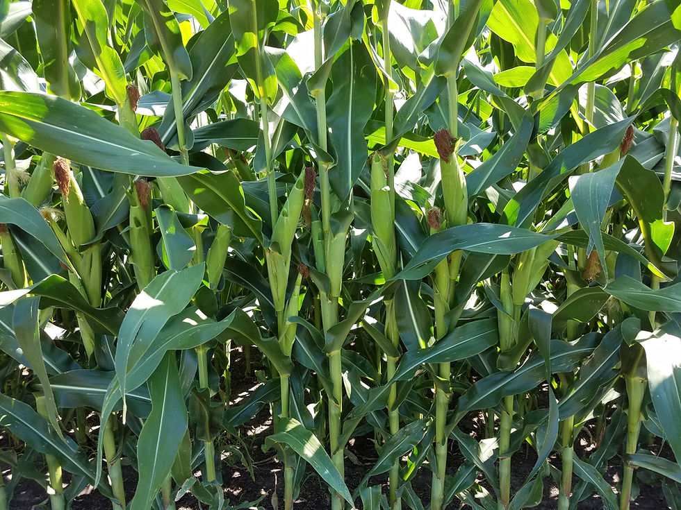 Illinois Corn Cont.