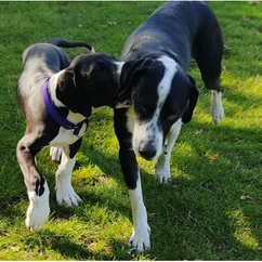 Dogs playing in a secure field