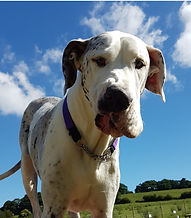 Curious Great Dane