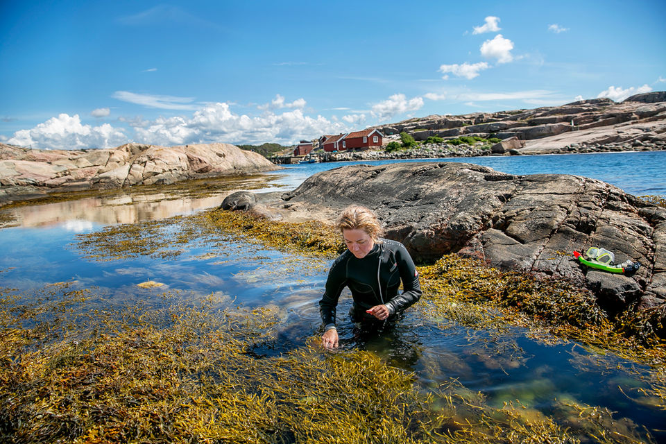 Blåstång på Käringön. Följ med på Tångsafari.