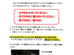キツネ注意！