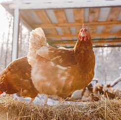 chicken-eats-feed-and-grain-on-eco-poultry-farm-f-2024-02-21-00-29-54-utc.jpg