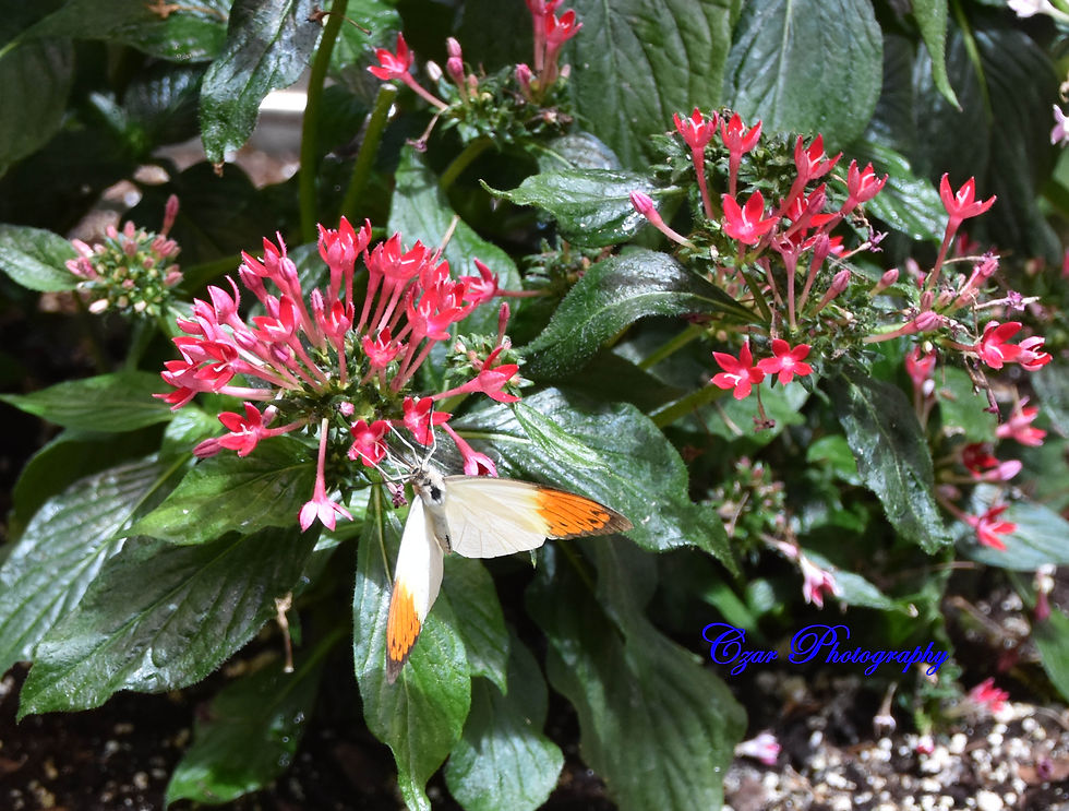 Great Orange Tip Butterfly
