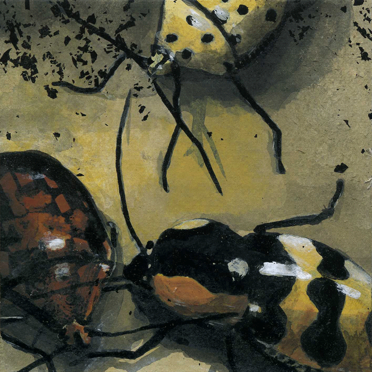 Coccinelles