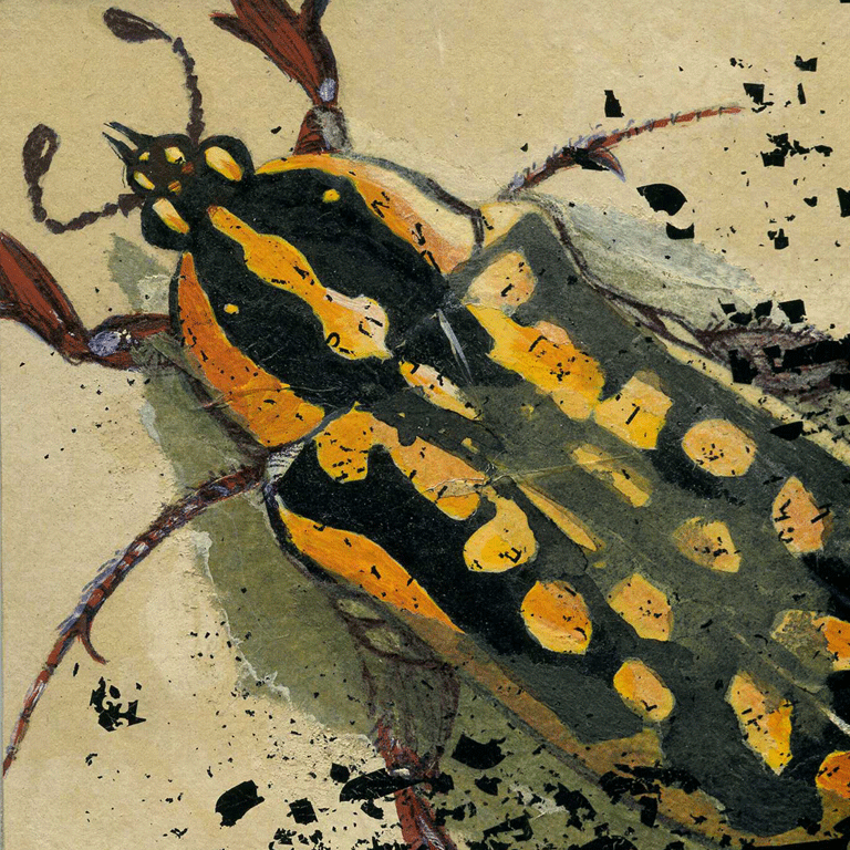 Scarabée jaune et noir