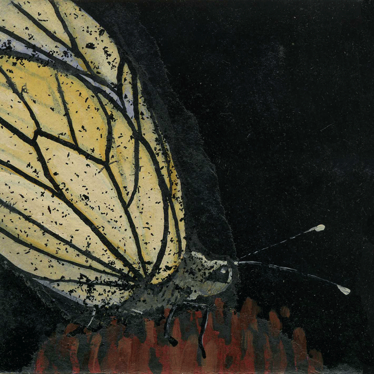 Papillon