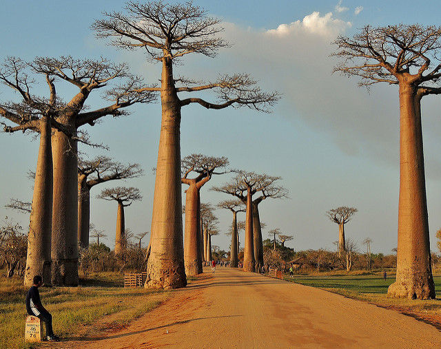 Baobab avenue