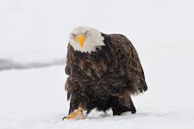 Thumbnail: Snow Bird Property Care