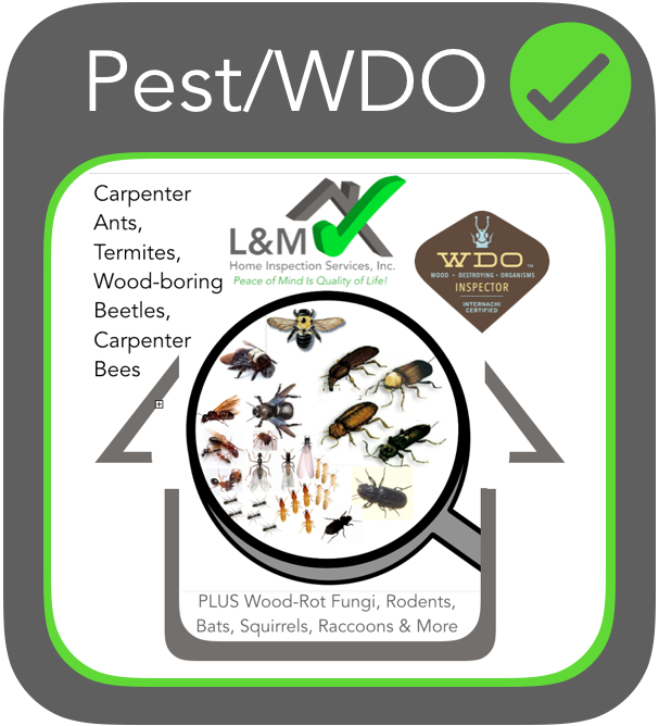 Thumbnail: Pest/Wood Destroying Organisms (WDO) WITH Home Inspection