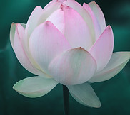 Pink Lotus Flower_edited.jpg