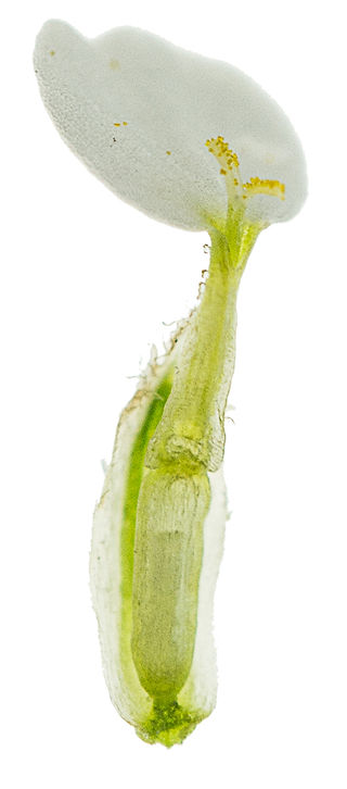 Zungenblüte mit Narbe