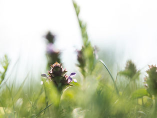 Die Kleine Braunelle: Alte Heilerin neu entdeckt