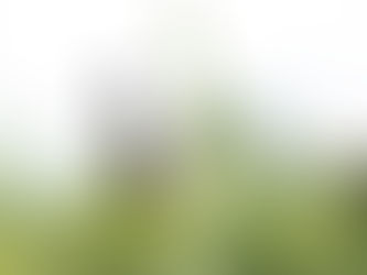 Die Kleine Braunelle: Alte Heilerin neu entdeckt