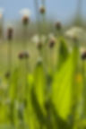 blaue Blumen in der Wiese