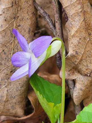 Blüte des Hundsveilchen mit Weißem Sporn und spitze Kelchblättern