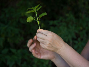 Wildkräuter werden in den Händen gehalten