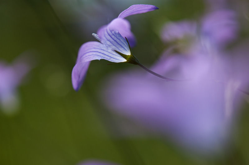 Zarte lila Wildblume blüht harmonisch vor unscharfem grünen Hintergrund.