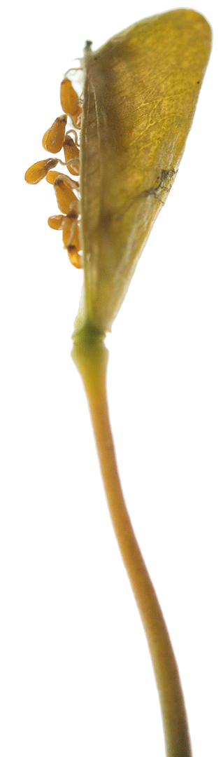 reife Samen des Hirtentäschels