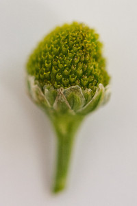 Strahlenlose Kamille, die keine Zungenblüten hat, nur Röhrenblüten