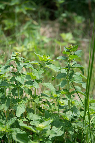 Dostpflanze mit Knospen