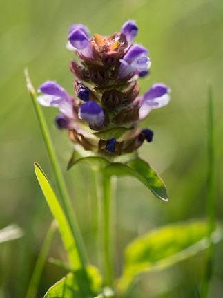 KLeine Braunelle in  der Wiese