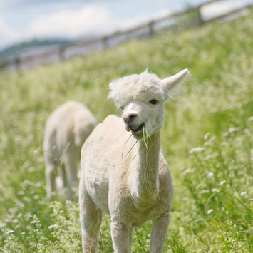 weiße Alpakastute in der Wiese