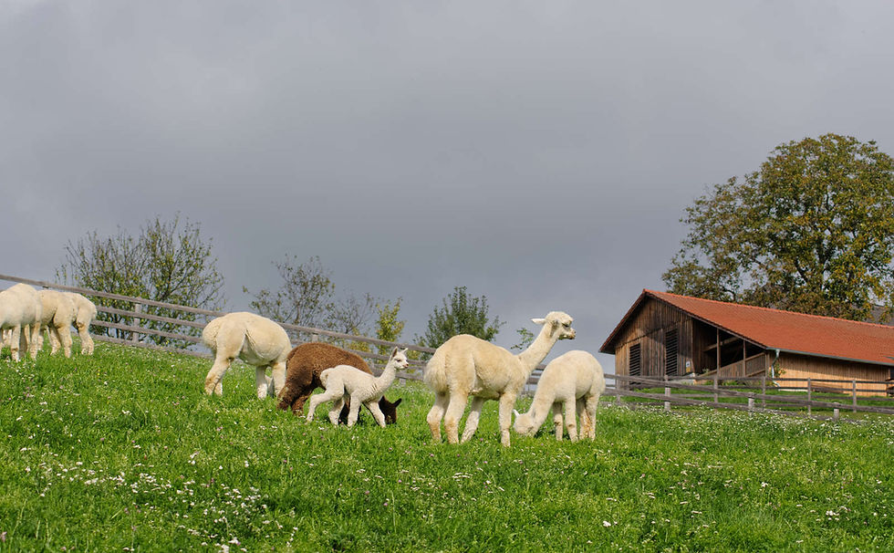 Alpakas grasen auf einem Alpakahof in Graz