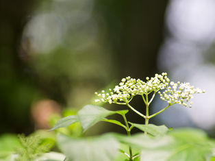 Holunder - Im Reich der Holle