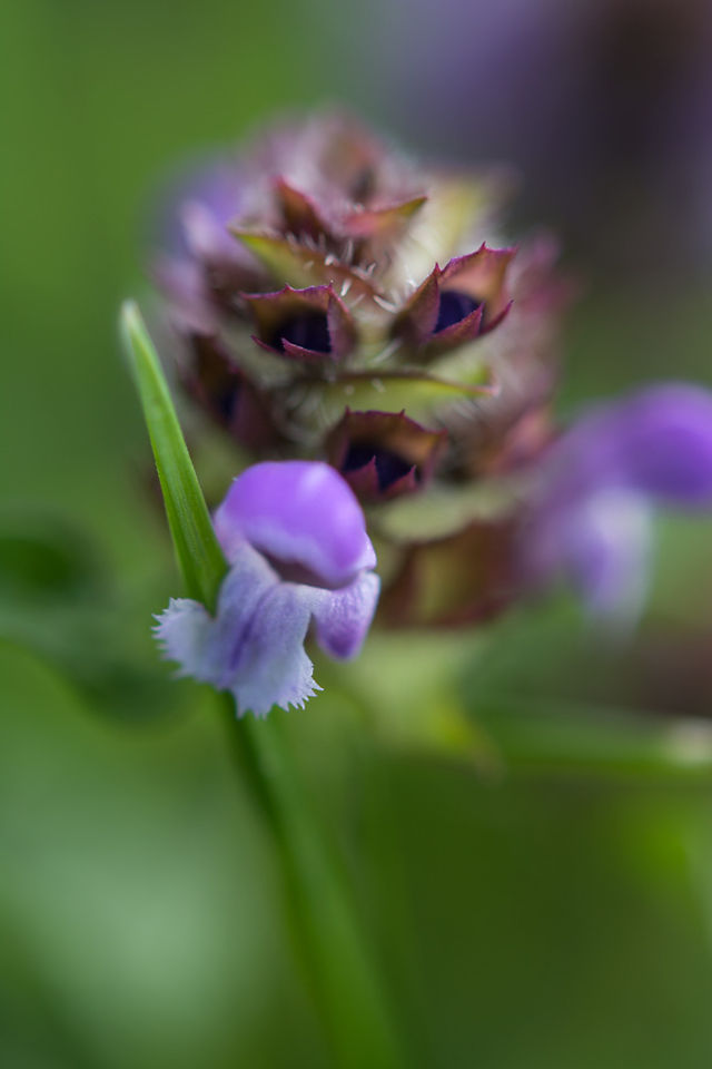 Kleine Braunelle Blüte Nahaufnahme