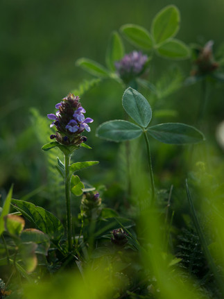 Kleine Braunelle  in der Wiese 
