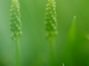 Breitwegerich - Der König der Wege