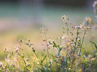 Reine Herzenssache - Pflanzenportrait Hirtentäschel
