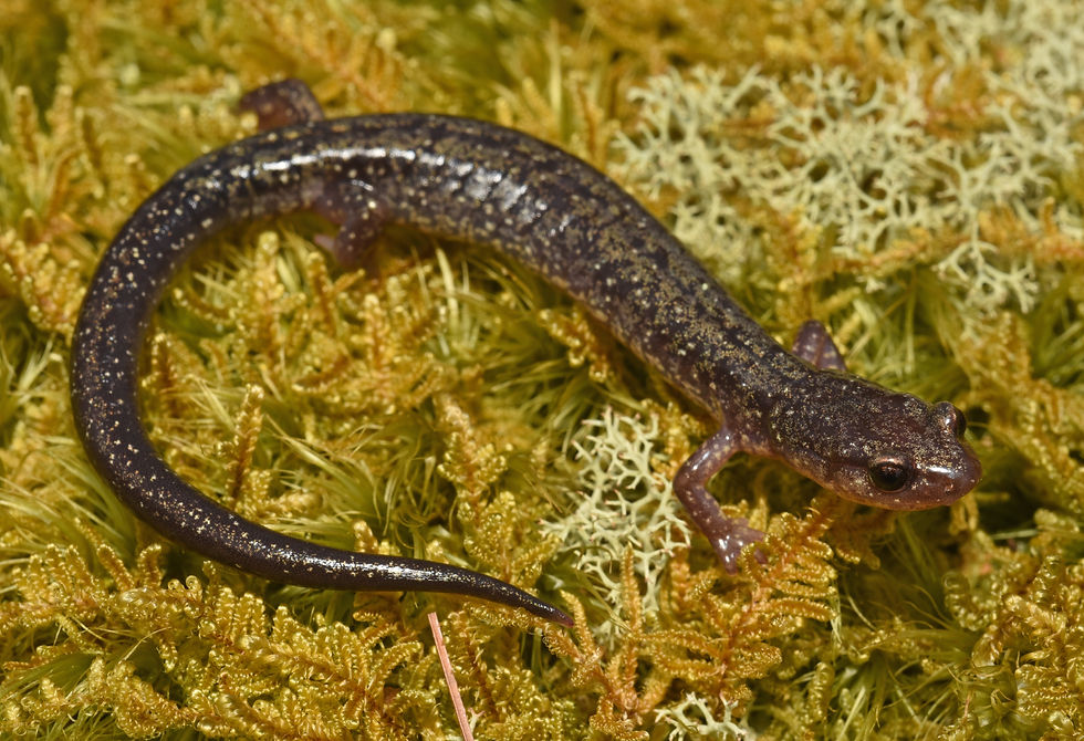 A Dixie Cavern's Salamander (Plethodon dixi) from the location Aidan took us. As the name suggests this species was originally thought to only occur in one cave near Roanoke.