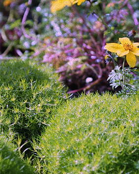 Yellow Flowers Garden_edited.jpg