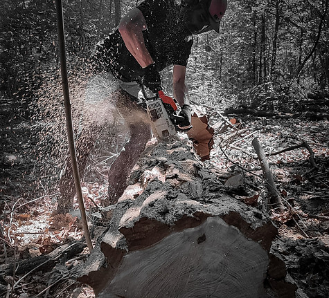 Denny König saws a lying tree trunk with a chainsaw in the forest