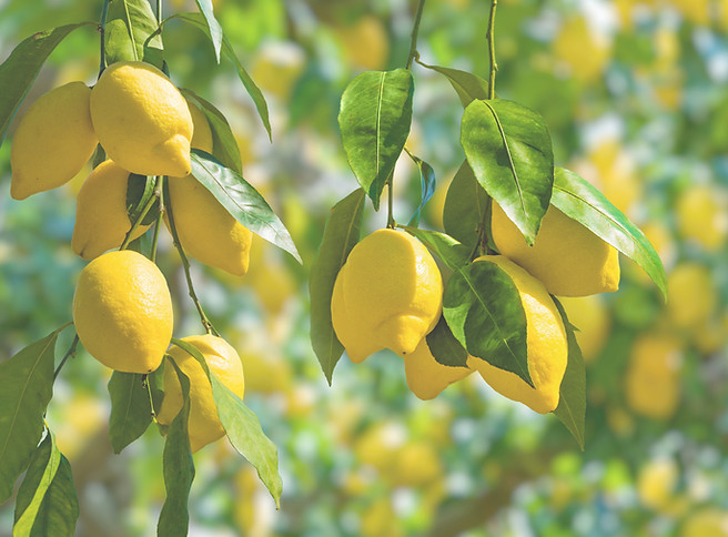 Lemon Tree_edited.jpg
