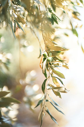 green leaves in tilt shift lens_edited.jpg