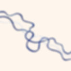 The Paper Path 紙の道 — Journeys in Japanese Washi