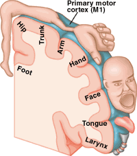 homunculus