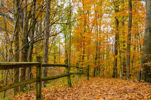 Experience Fall Events At A Potato Creek State Park Cabin