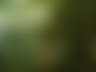 The Secret Pond Garden of Singapore's Botanic Gardens: Symbolisms of the landscape