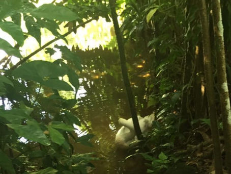 The Secret Pond Garden of Singapore's Botanic Gardens: Symbolisms of the landscape