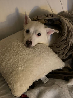 2019-11-23 17 00 30 - Frankie Keane - IM