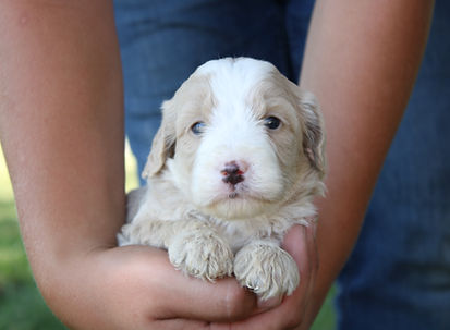 Vinnie 2 (1).JPG