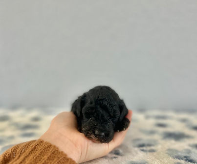 WhatsApp Image 2026-02-25 at 3.26.30 PM (5).jpeg