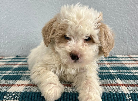 WhatsApp Image 2026-02-09 at 3.48.11 PM (2).jpeg