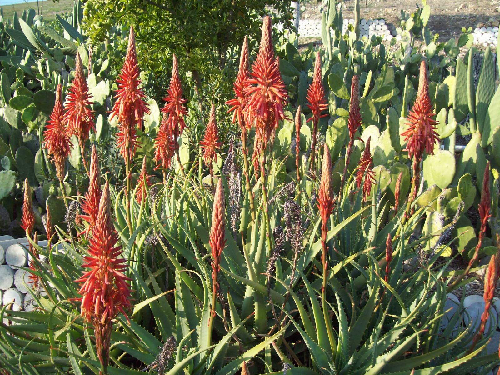 Aloe-Burn Plant