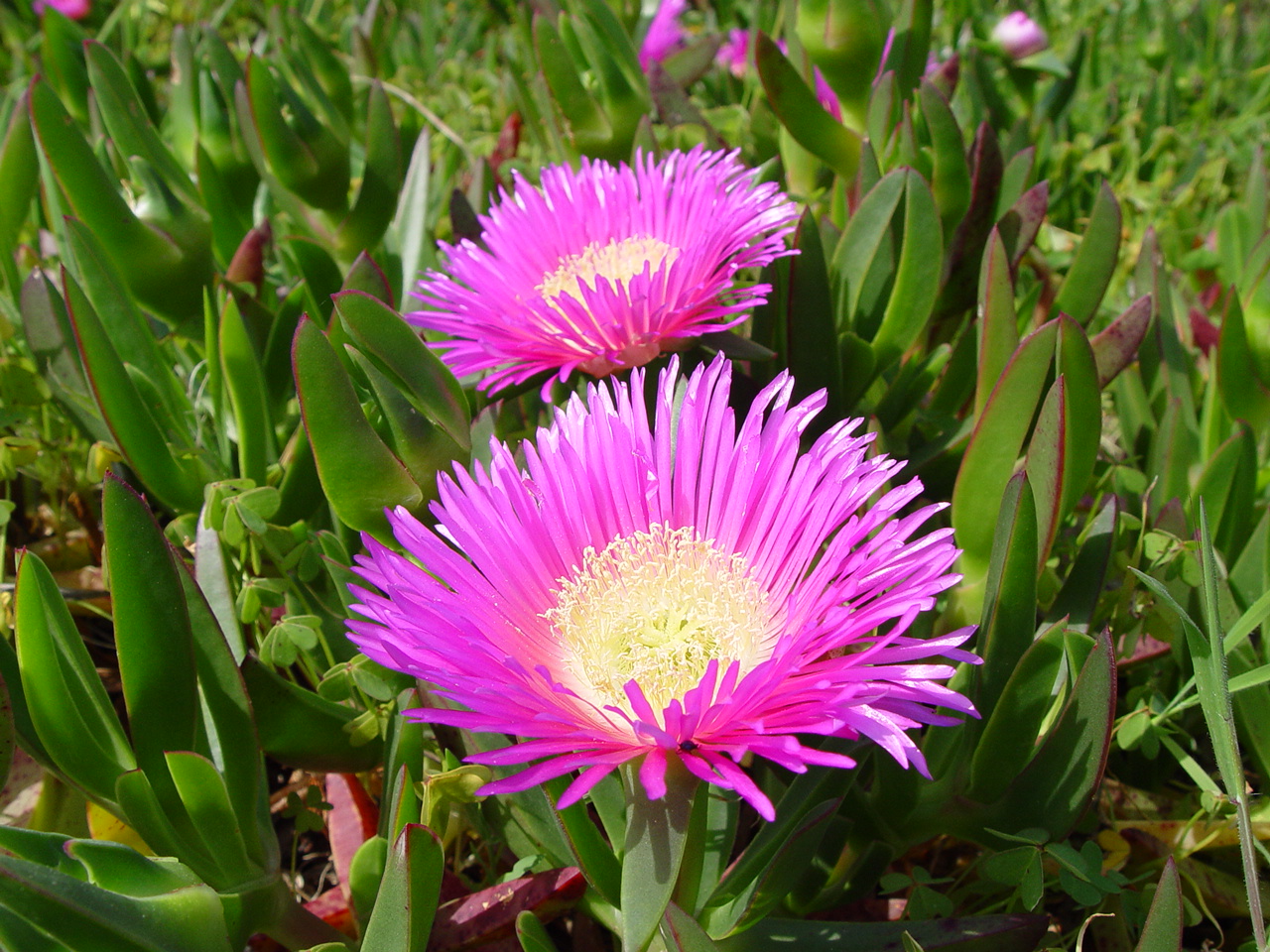 Common Ice Plant